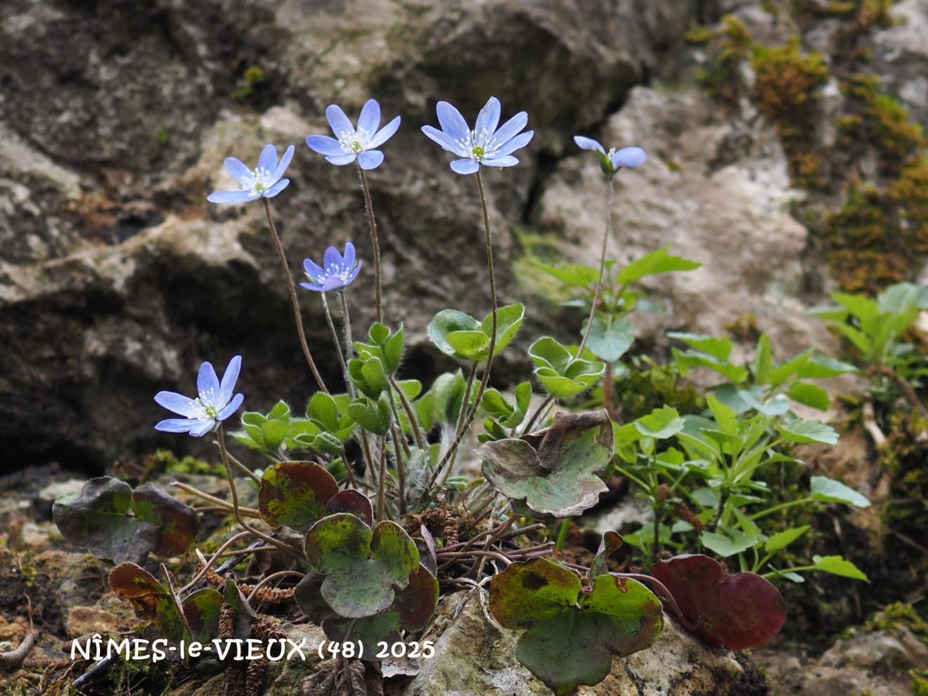 Hepatica